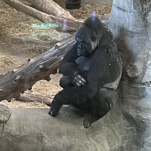 Gorilla With Baby