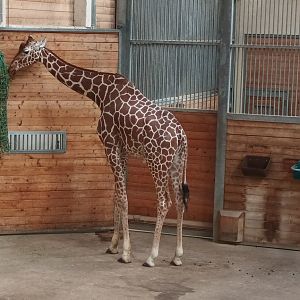 Reticulated Giraffe
