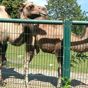 Bactrian Camels