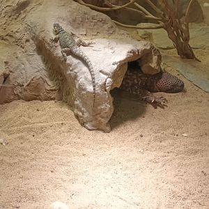 Blue spiny Lizard and Mexican beaded Lizard