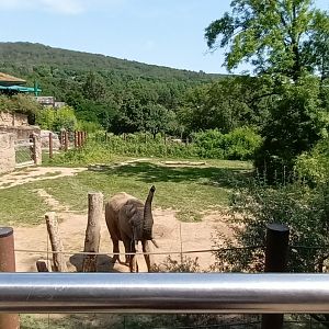 Enclosure of Tamo the African Bush Elephant Bull