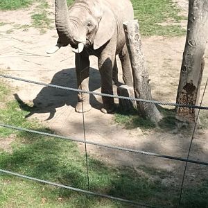 Tamo the African Bush Elephant Bull