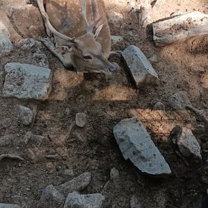 male Vietnamese Sika Deer