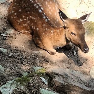 female Vietnamese Sika Deer