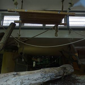 Affenhaus: Chimpansee indoor enclosure