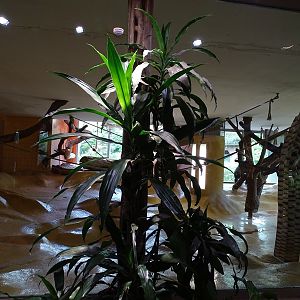 Affenhaus: Chimpansee indoor enclosure