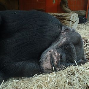 Chimpanzee (Pan troglodytes)