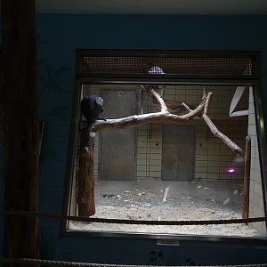 Affenhaus: Mangabey indoor enclosure
