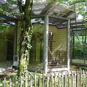 Affenhaus: Mangabey enclosure