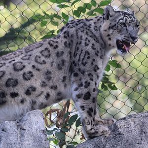 Snow Leopard