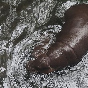Pygmy Hippo
