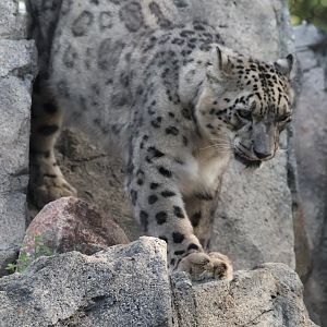 Snow Leopard