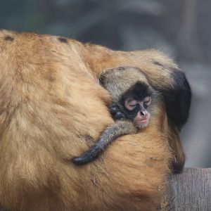 Geoffroy's Spider Monkey