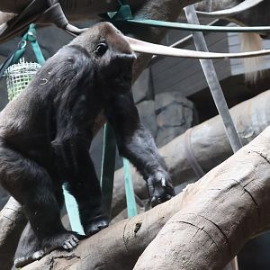 Western Lowland Gorilla