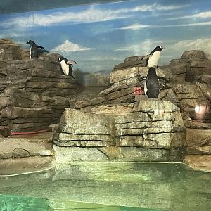 10/11/2024 - Gentoo Penguins