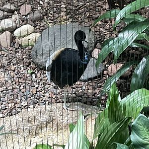 10/11/2024 - Gray-Winged Trumpeter