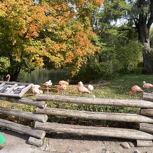 10/11/2024 - Chilean and Caribbean Flamingos