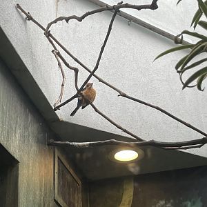 10/11/2024 - Guam Kingfisher