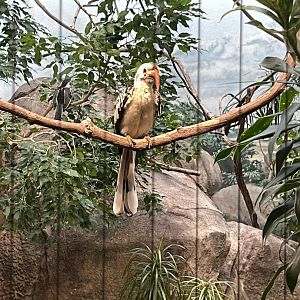 10/11/2024 - Northern Red-Billed Hornbill