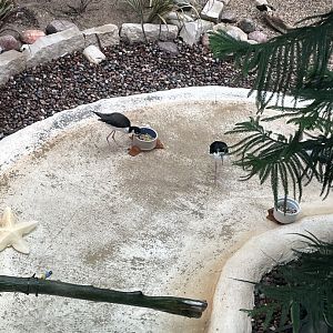 10/11/2024 - Black-Necked Stilts