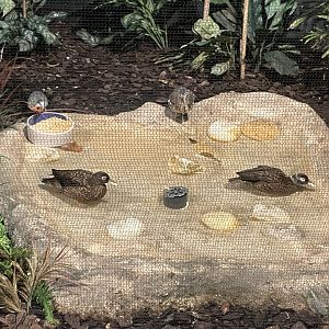 10/11/2024 - Laysan Teals, Luzon Bleeding-Heart, and Sunbittern