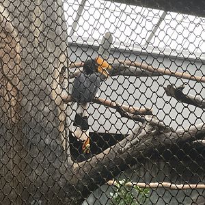 10/11/2024 - Rhinoceros Hornbills