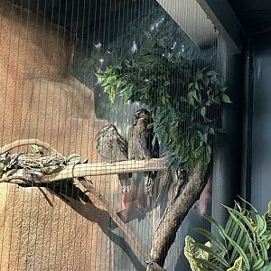 10/11/2024 -  Tawny Frogmouths