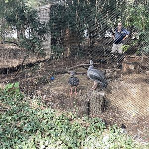 10/11/2024 - Southern Screamers