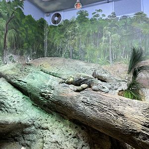 10/11/2024 - Grand Cayman Blue Iguana