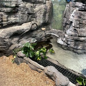 10/11/2024 - Green Anaconda