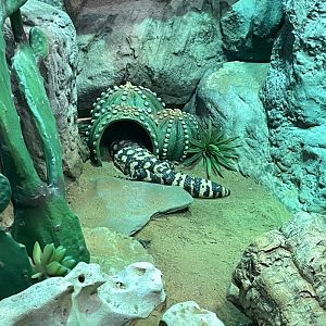 10/11/2024 - Gila Monster