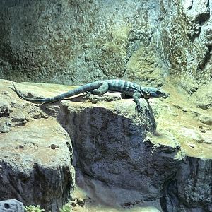 10/11/2024 - Baja Blue Rock Lizard