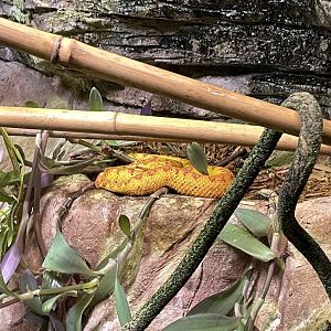 10/11/2024 - Eyelash Viper