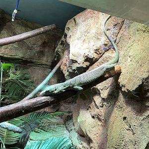 10/11/2024 - Emerald Tree Monitor