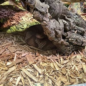 10/11/2024 - Copperhead