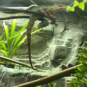 10/11/2024 - Panther Chameleon