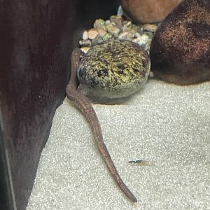 10/11/2024 - Northern Dwarf Siren