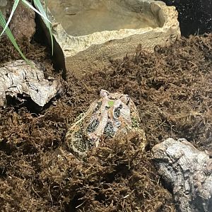 10/11/2024 - Chacoan Horned Frog