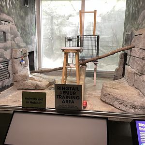 10/11/2024 - Ringtail Lemur Training Area