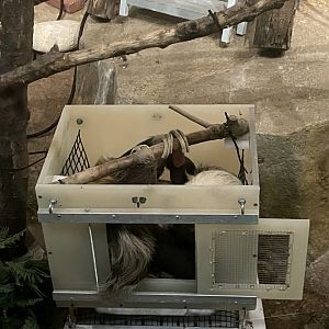 10/11/2024 - Hoffmann's Two-Toed Sloth