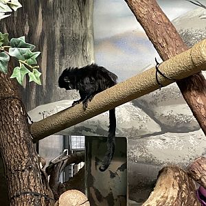 10/11/2024 - Goeldi's Marmoset
