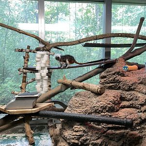 10/11/2024 - Cotton-Top Tamarin