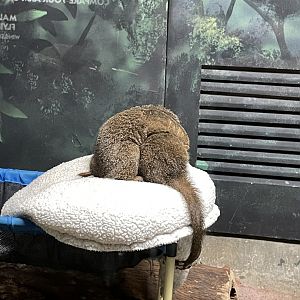 10/11/2024 - Dwarf Mongooses