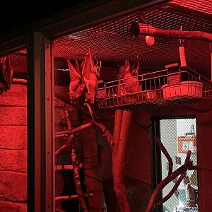 10/11/2024 - Straw-Colored Fruit Bats