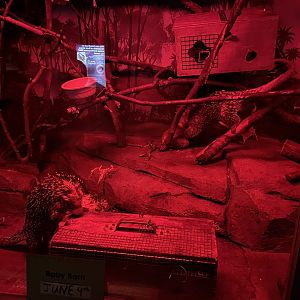 10/11/2024 - Prehensile-Tailed Porcupines
