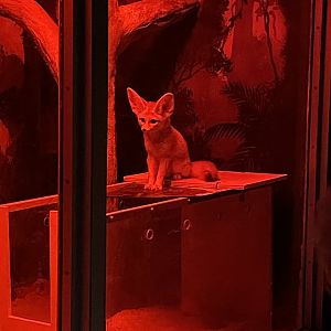 10/11/2024 - Fennec Fox