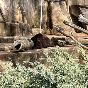 10/11/2024 - Grizzly Bear