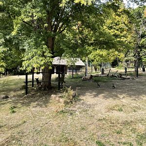 10/11/2024 - American Elk