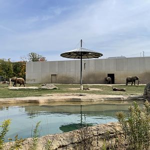 10/11/2024 - African Savanna Elephants
