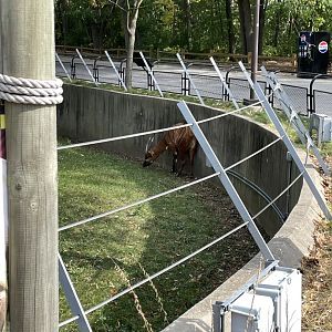 10/11/2024 - Eastern Bongo